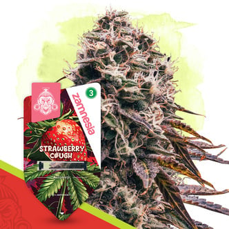 Strawberry Cough Auto (Zamnesia Seeds) f&eacute;minis&eacute;e