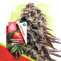 Strawberry Cough Auto (Zamnesia Seeds) féminisée