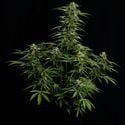 Epsilon F1 Automatic(Royal Queen Seeds) féminisée