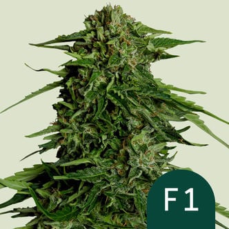 Epsilon F1 Automatic(Royal Queen Seeds) féminisée