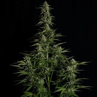 Medusa F1 Auto (Royal Queen Seeds) féminisée