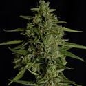 Medusa F1 Automatic (Royal Queen Seeds) féminisée