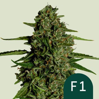 Medusa F1 Automatic (Royal Queen Seeds) féminisée