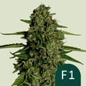 Medusa F1 Automatic (Royal Queen Seeds) féminisée