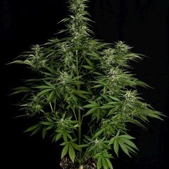 Hyperion F1 Auto (Royal Queen Seeds) féminisée