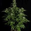 Hyperion F1 Automatic (Royal Queen Seeds) féminisée