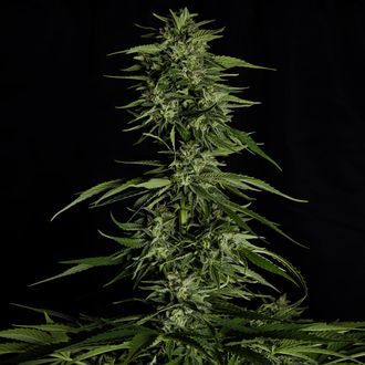 Hyperion F1 Auto (Royal Queen Seeds) féminisée