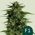 Hyperion F1 Automatic (Royal Queen Seeds) féminisée