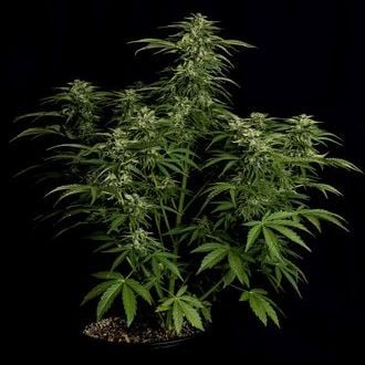 Apollo F1 Auto (Royal Queen Seeds) féminisée