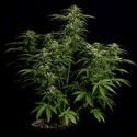 Apollo F1 Automatic (Royal Queen Seeds) féminisée