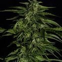 Apollo F1 Automatic (Royal Queen Seeds) féminisée