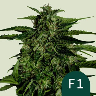 Apollo F1 Automatic (Royal Queen Seeds) féminisée