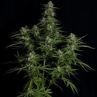 Titan F1 Auto (Royal Queen Seeds) féminisée