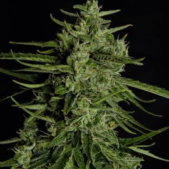 Titan F1 Auto (Royal Queen Seeds) féminisée