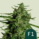 Titan F1 Automatic (Royal Queen Seeds) féminisée