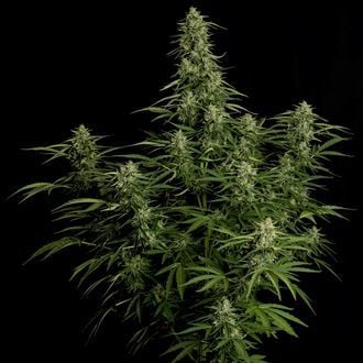 Milky Way F1 Auto (Royal Queen Seeds) féminisée