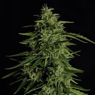 Milky Way F1 Auto (Royal Queen Seeds) féminisée