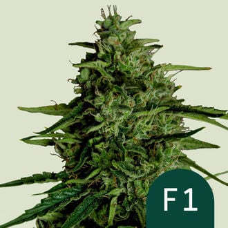 Milky Way F1 Automatic (Royal Queen Seeds) féminisée