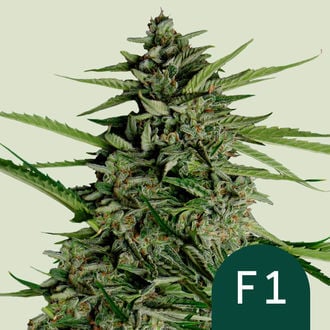 Orion F1 Auto (Royal Queen Seeds) féminisée