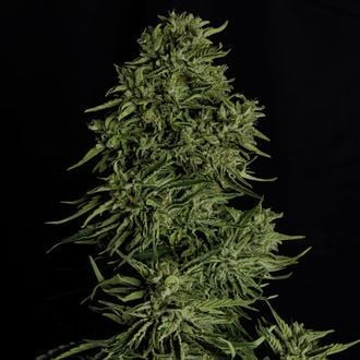 Cosmos F1 CBD Auto (Royal Queen Seeds) féminisée