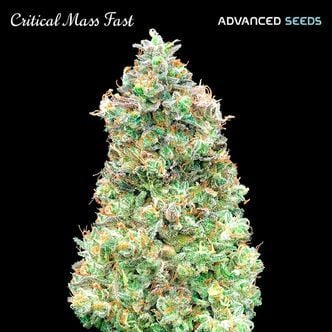Critical Mass Fast (Advanced Seeds) féminisée