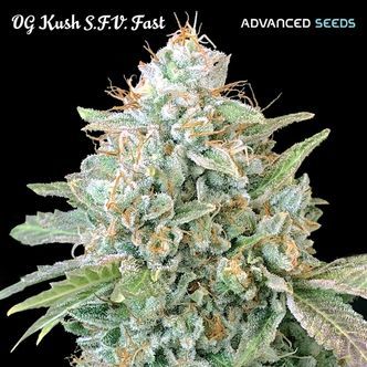 OG Kush SFV Fast (Advanced Seeds) féminisée