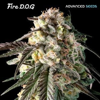 Fire DOG (Advanced Seeds) féminisée