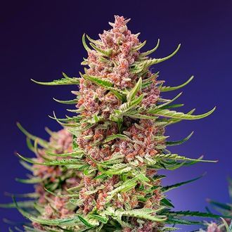 Strawberry Cola Sherbet F1 Fast Version (Sweet Seeds) féminisée