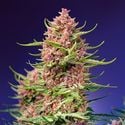 Strawberry Cola Sherbet F1 Fast Version (Sweet Seeds) féminisée