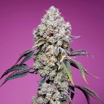 Sweet Mandarine Zkittlez - F1 Fast Version (Sweet Seeds) feminized