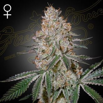 HighCloudZ (Greenhouse Seeds) féminisée