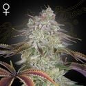 AlienZ (Greenhouse Seeds) féminisée