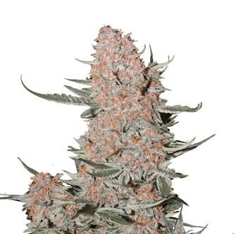 Ztrawberriez Auto (FastBuds) féminisée