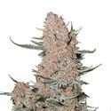 Ztrawberriez Auto (FastBuds) féminisée