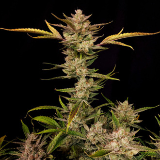 Ztrawberriez Auto (FastBuds) féminisée