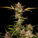 Ztrawberriez Auto (FastBuds) féminisée
