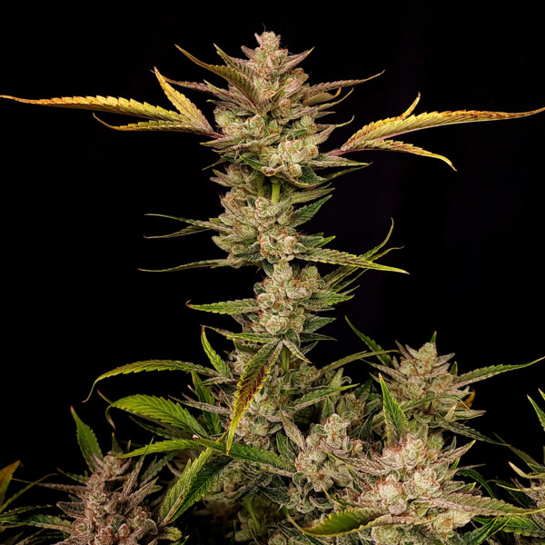Ztrawberriez Auto (FastBuds) féminisée