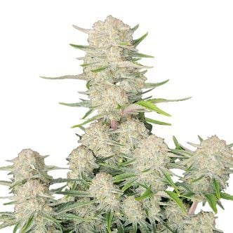 Apricot Auto (FastBuds) féminisée
