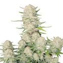 Apricot Auto (FastBuds) féminisée