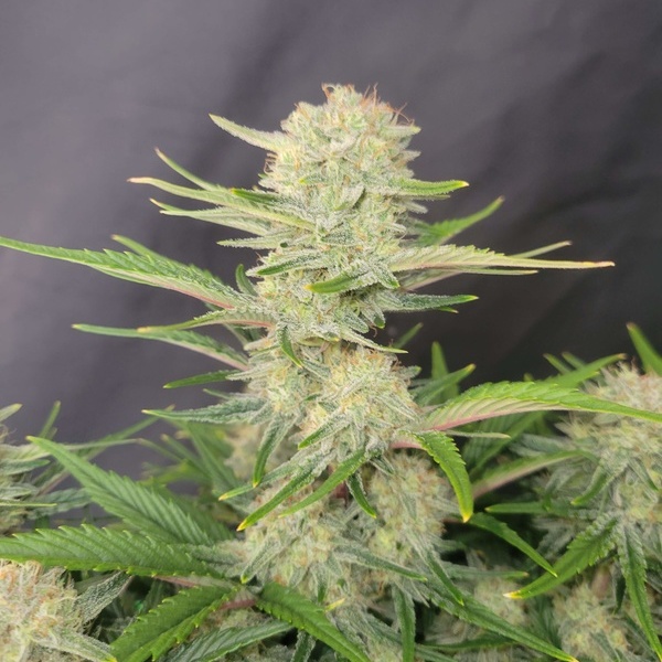 Apricot Auto (FastBuds) féminisée