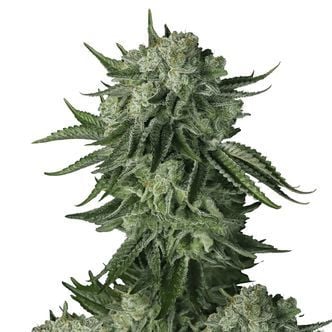 Moby Dick Original Auto (FastBuds) féminisée