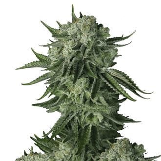Moby Dick Original Auto (FastBuds) féminisée