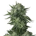 Moby Dick Original Auto (FastBuds) féminisée