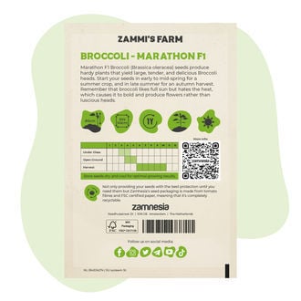 Graines de Broccoli Marathon F1 (Brassica oleracea)