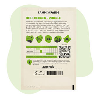 Graines de Poivron purple bell (Capsicum annuum)