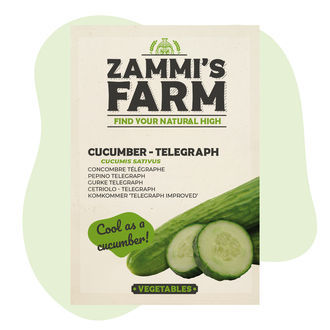 Concombre Télégraphe (Cucumis sativus)