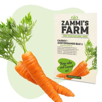 Graines de Carrotte Amsterdamse Bak 2 (Daucus carota)