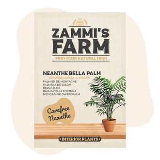 Graines de Palmier de montagne (Chamaedorea elegans)