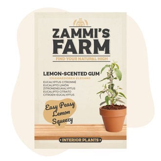 Graines d'eucalyptus citronné (Eucalyptus citriodora)