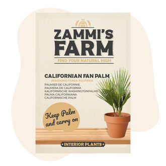 Graines de palmier de californie (Washingtonia filifera)